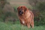 DOGUE DU TIBET 577